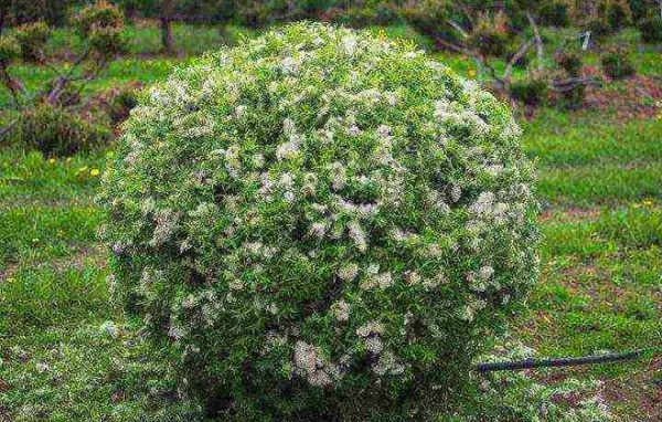 Spirea shrub