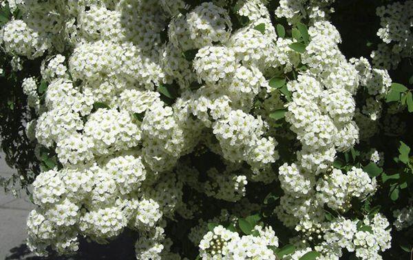 spirea flowers