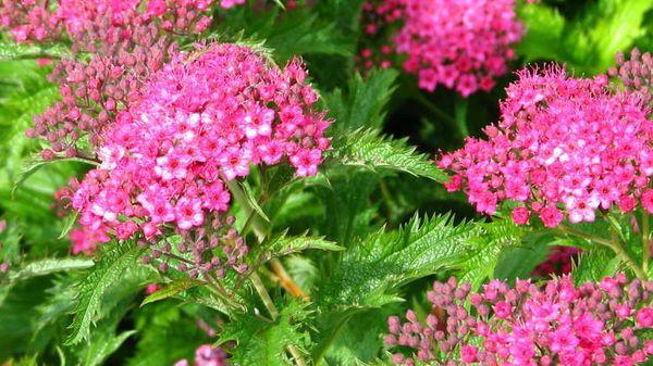 spirea buds