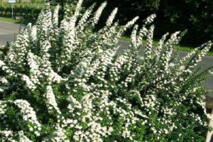 Descripción y características de Spirea Nippon Snowmound, plantación y cuidado.