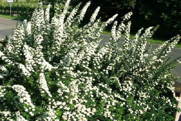 flowering shrub