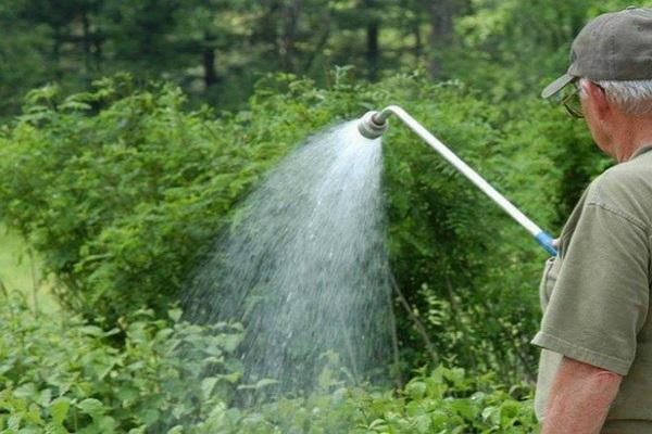 watering from above