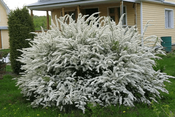 spirea in Siberia