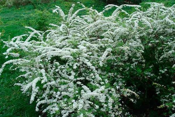 flowering shrubs