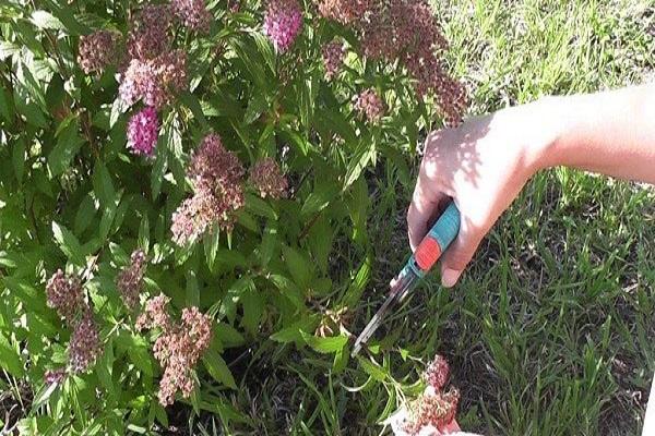 trim spirea