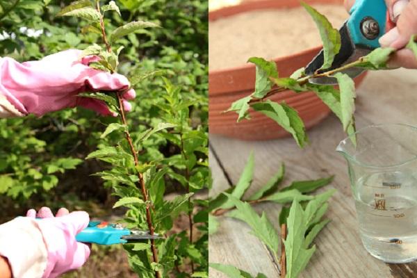 cutting cuttings