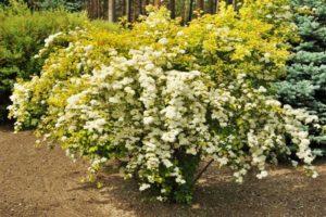 Description des variétés de spirée Wangutta, plantation et soins, reproduction et taille