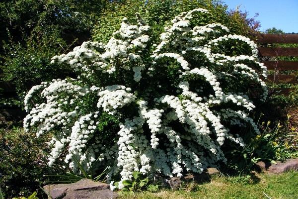 faire pousser un buisson