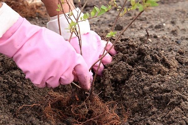 plantation d'arbustes