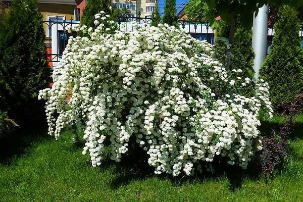 white bush