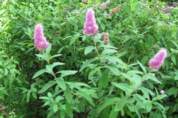 willow plant