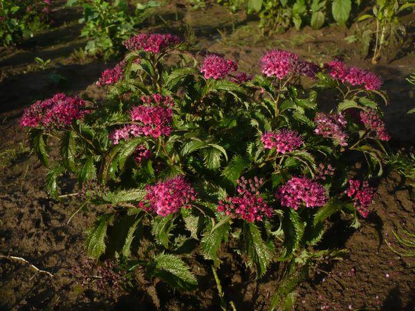 mga bulaklak ng spirea