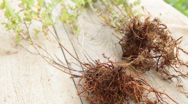 Spirea dauginimas