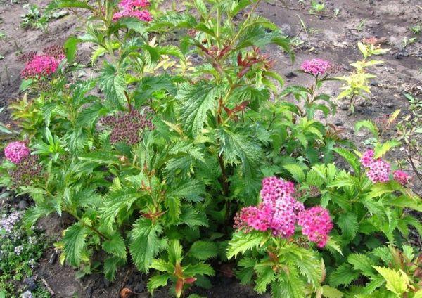 Spirea on the site