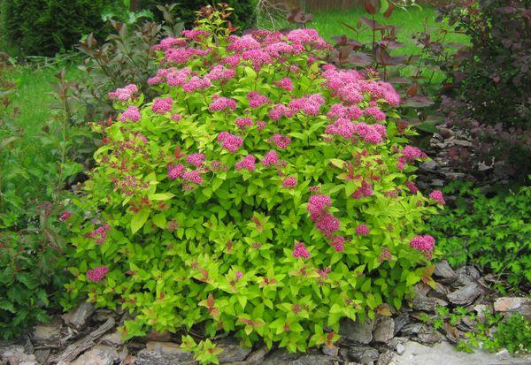 spirea bush