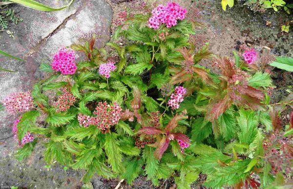 blooming spirea