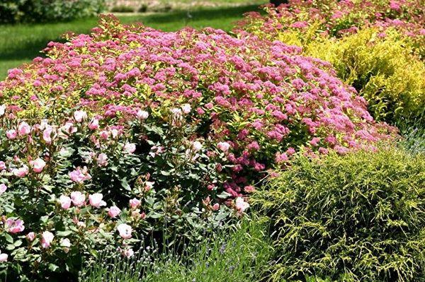 Spirea en el jardín