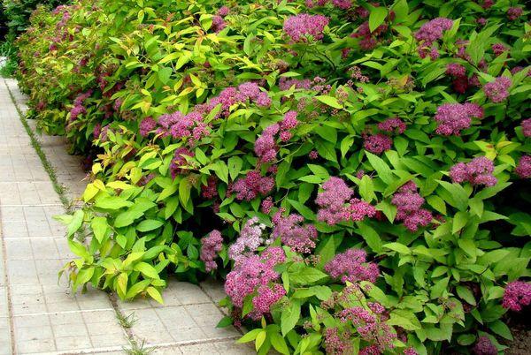 Japanese spirea