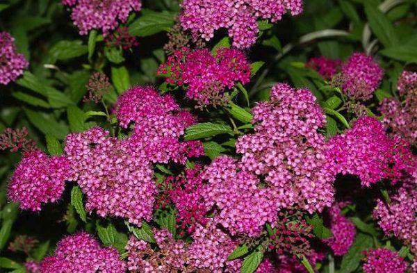 spirea flowers