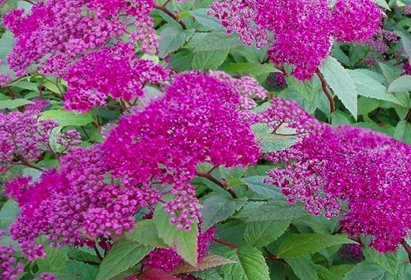 fleurs dans le jardin