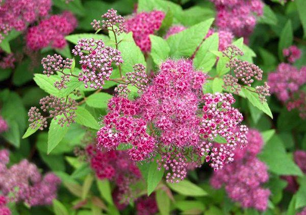 lilac flowers