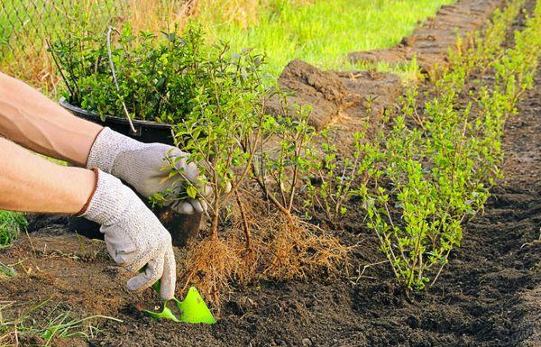 planting spirea