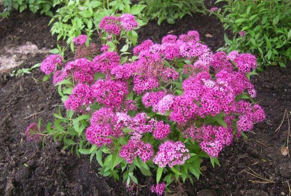 spirea pests