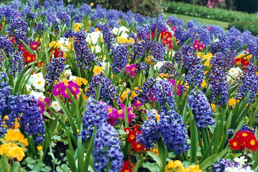 macizos de flores en el campo