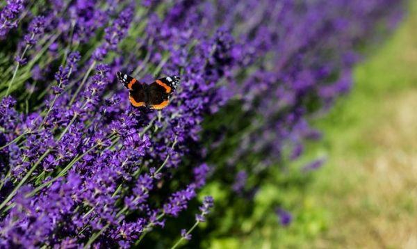 lavanda en el campo