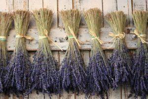 How can you dry lavender at home, timing of collection and preparation