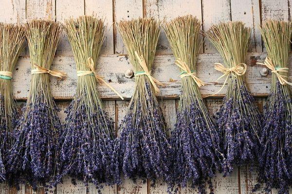 drying lavender