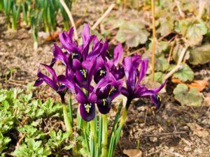 Description and varieties of Japanese irises, planting and care features