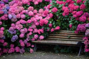 Description des espèces de rhododendrons Katevbinsky, règles de plantation et d'entretien