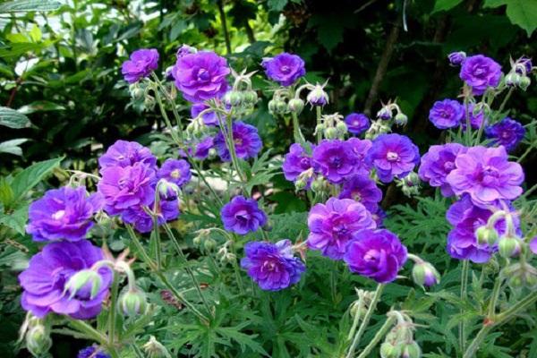 garden geranium