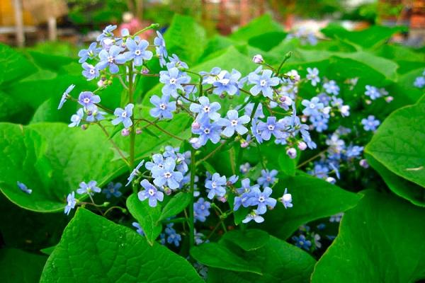 Brunner Forget-me-not