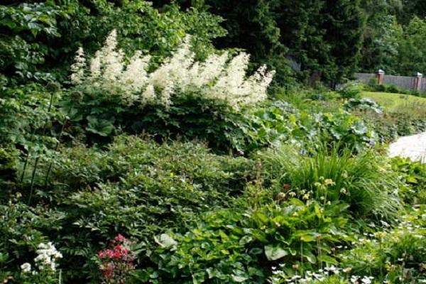 inflorescences blanches