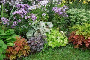 15 mejores plantas amantes de la sombra para el jardín que florece todo el verano