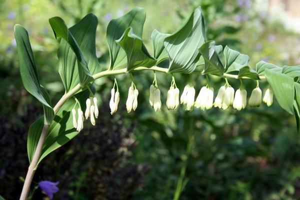 deciduous plants