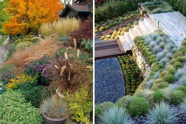 pennisetum en macizos de flores