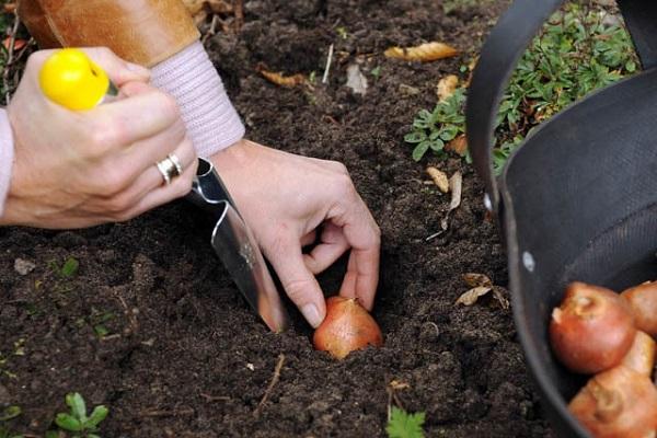 planting material