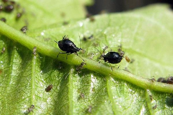 dangerous aphid