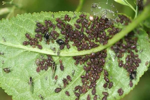 Cómo tratar eficazmente los pulgones en las cerezas con medicamentos y remedios caseros.