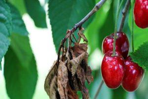 Cómo tratar eficazmente los pulgones en las cerezas con medicamentos y remedios caseros.