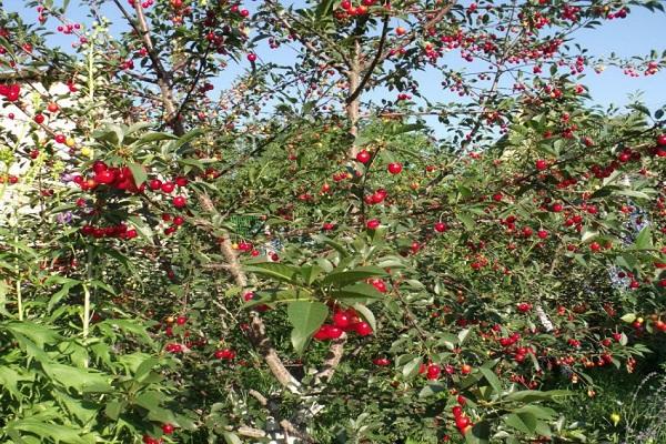 lots of cherries