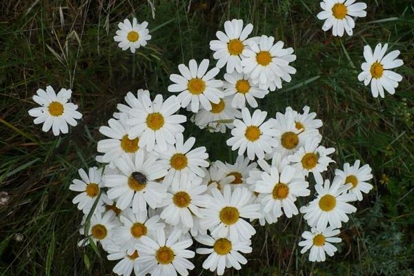 les marguerites poussent