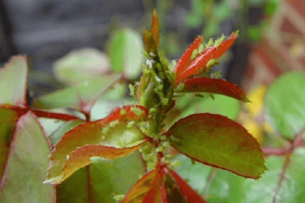 rosa enferma