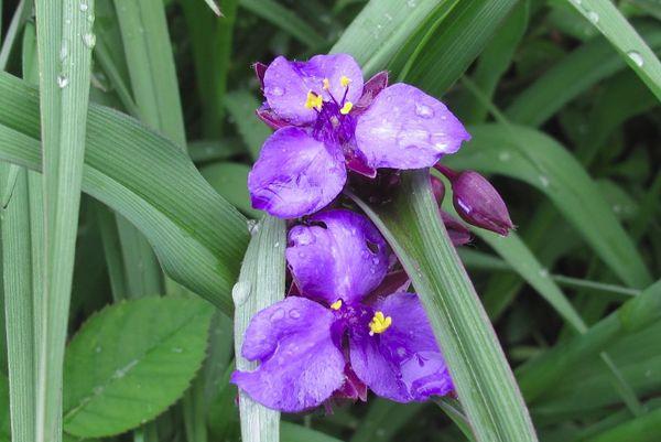 Tradescantia in the garden