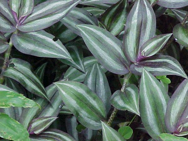 Hojas de Tradescantia