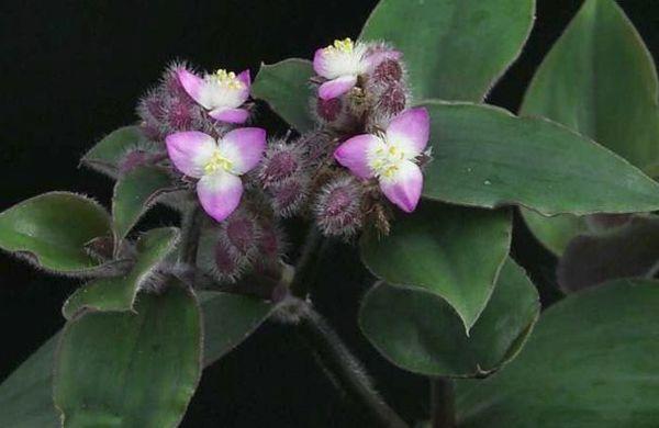 Tradescantia Blossfeld