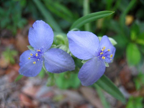 Tradescantia flowers